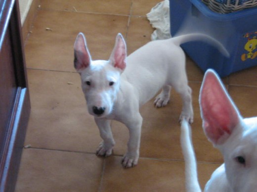 bull terrier macho €450 ahora €350